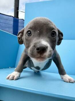 Pit Bull Terrier and Mixed Breed Dogs Available for Adoption in New Orleans, Louisiana - McCoy | PetCurious