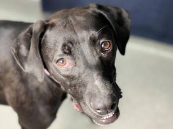 Loretta -  Labrador Retriever and American Bully Dog for Adoption in Portland, Oregon - Loretta | PetCurious