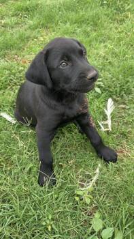SPONSOR OR FOSTER ME - Levi -  Labrador Retriever Dog for Adoption in Grafton, Wisconsin - SPONSOR OR FOSTER ME - Levi | PetCurious