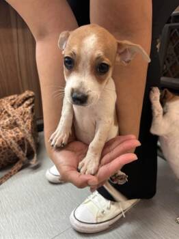 VALENTINA -  Pit Bull Terrier Dog for Adoption in San Bernardino, California - VALENTINA | PetCurious