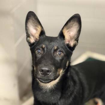 Sheriff -  German Shepherd Dog Dog for Adoption in Sacramento, California - Sheriff | PetCurious