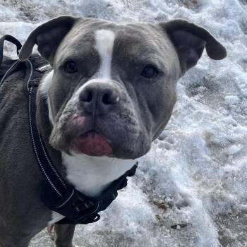 American Staffordshire Terrier Dogs Available for Adoption - Prince | PetCurious