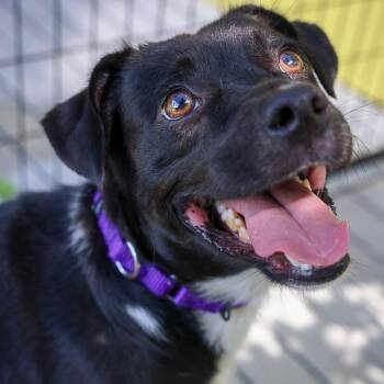 Denny -  Mixed Breed Dog for Adoption in Bradenton, Florida - Denny | PetCurious