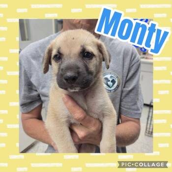 Monty -  German Shepherd Dog and Labrador Retriever Dog for Adoption in Ringwood, New Jersey - Monty | PetCurious