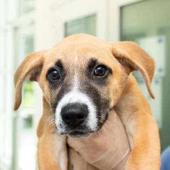 Portrait -  Mixed Breed Dog Available for Adoption in Middletown, Rhode Island - Portrait | PetCurious
