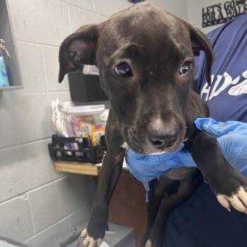 Penny -  Mixed Breed Dog for Adoption in Summerville, South Carolina - Penny | PetCurious