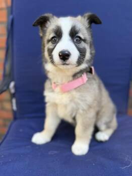 Alaskan Malamute Dogs Available for Adoption - Cardi B | PetCurious