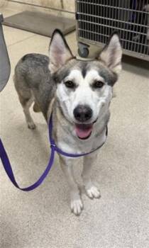 MEEKAH -  Siberian Husky Dog for Adoption in Riverside, California - MEEKAH | PetCurious