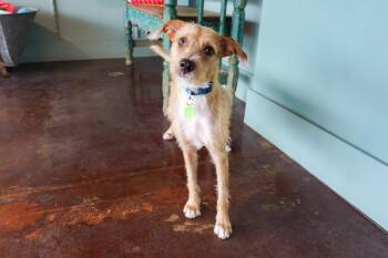 Ziggy -  Airedale Terrier Dog for Adoption in San Antonio, Texas - Ziggy | PetCurious