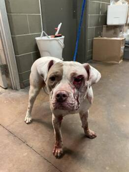 Mixed Breed Dogs Available for Adoption in Dallas, Texas - PERCIVAL | PetCurious