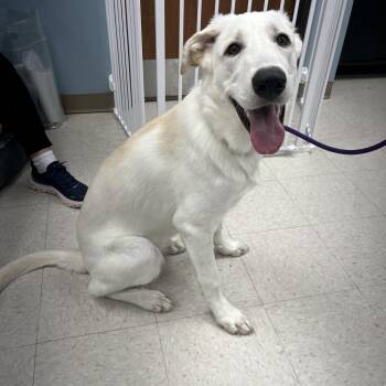 Hildegard -  Great Pyrenees and Labrador Retriever Dog for Adoption in Kansas City, Kansas - Hildegard | PetCurious