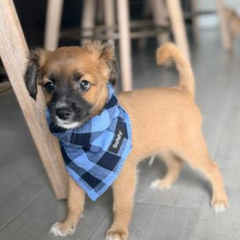 Kuiper -  Chihuahua and Mixed Breed Dog for Adoption in Montgomery, Texas - Kuiper | PetCurious