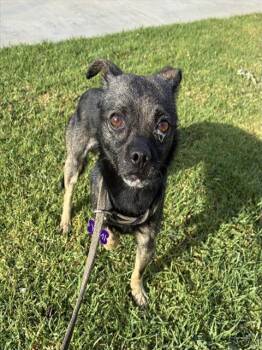 Chihuahua Dogs Available for Adoption - CHIPMUNK | PetCurious