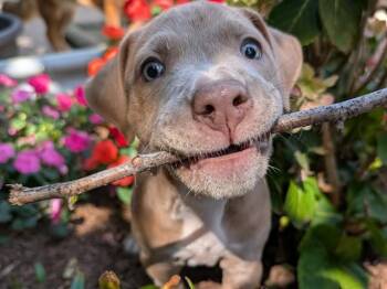 DONUT -  Pit Bull Terrier Dog for Adoption in Palo Alto, California - DONUT | PetCurious