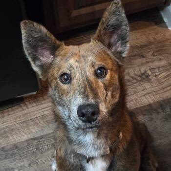 Shepherd and Dutch Shepherd Dogs Available for Adoption - Cinnamon  | PetCurious