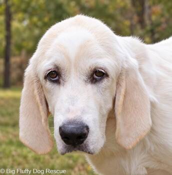 Tess -  Great Pyrenees and Basset Hound Dog for Adoption in Nashville, Tennessee - Tess | PetCurious