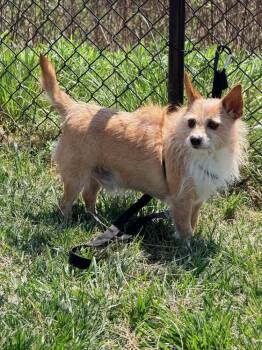 Chihuahua Dogs Available for Adoption - Angus | PetCurious