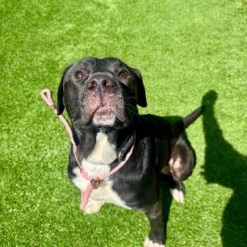 Mixed Breed Dogs Available for Adoption in Evansville, Indiana - Leo | PetCurious