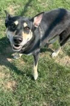 Chikis -  Husky and Mixed Breed Dog for Adoption in Kansas City, Missouri - Chikis | PetCurious