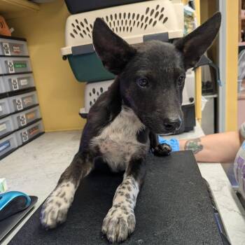 Sparky -  Mixed Breed Dog for Adoption in Huntsville, Arkansas - Sparky | PetCurious