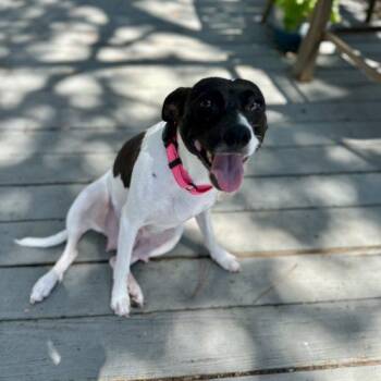 Isabel -  Rat Terrier and Feist Dog for Adoption in Sanford, North Carolina - Isabel | PetCurious