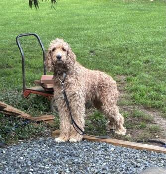 Ziggy -  Labradoodle Dog for Adoption in Lincoln University, Pennsylvania - Ziggy | PetCurious