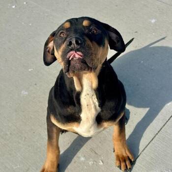 Pit Bull Terrier Dogs Available for Adoption in Matteson, Illinois - Bowser | PetCurious