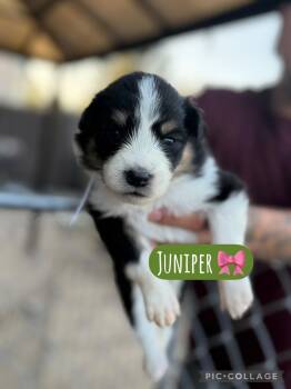 Juniper -  Akita Dog for Adoption in Lodi, California - Juniper | PetCurious