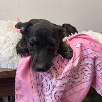 Rescue Mixed Breed Dogs for Adoption in Ferndale, Washington - COH-A-64614 | PetCurious