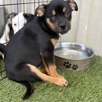 Australian Cattle Dog Blue Heeler Dogs Available for Adoption in Loxahatchee Groves, Florida - Daisy 6211 | PetCurious