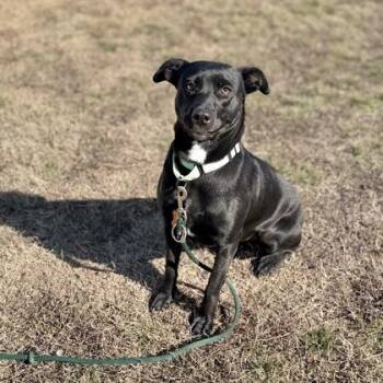 Mixed Breed Dogs Available for Adoption - Sage | PetCurious