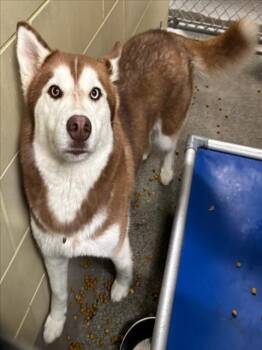 Husky Dogs Available for Adoption in Woodland, California - ALASKA | PetCurious