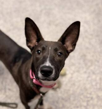 Alejandra -  Labrador Retriever Dog for Adoption in Golden, Colorado - Alejandra | PetCurious