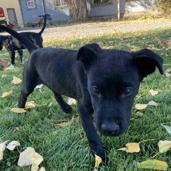 Milo -  Black Labrador Retriever Dog for Adoption in Selah, Washington - Milo | PetCurious