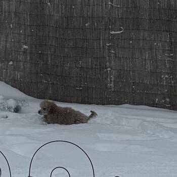 Poodle Dogs Available for Adoption - Potato Chip | PetCurious