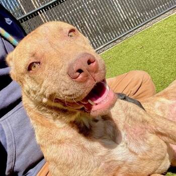 Rescue Pit Bull Terrier Dogs for Adoption in Greensboro, North Carolina - Evelynn | PetCurious