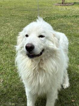 Great Pyrenees Dogs Available for Adoption in Locust Fork, Alabama - Thomas | PetCurious