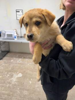 Shepherd and Mixed Breed Dogs Available for Adoption in Calgary, Alberta - Baguette | PetCurious