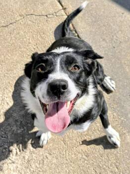 Border Collie and Mixed Breed Dogs Available for Adoption in Evergreen, Colorado - Beanie Baby | PetCurious