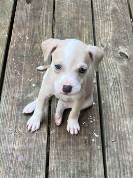 Cindy Bear -  Border Collie and Terrier Dog for Adoption in Greensboro, Georgia - Cindy Bear | PetCurious