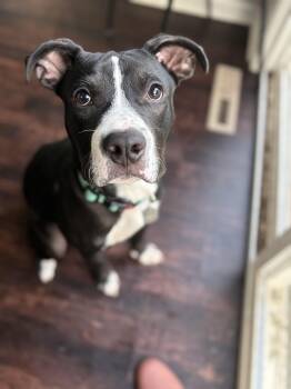Rescue Pit Bull Terrier and Boxer Dogs for Adoption in Felton, Pennsylvania - Wishbone | PetCurious
