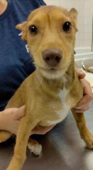 Tico -  Chihuahua and Mixed Breed Dog for Adoption in Palm Coast, Florida - Tico | PetCurious