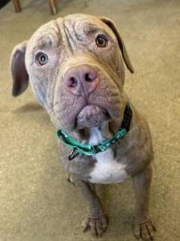 Romero -  Pit Bull Terrier Dog for Adoption in Cleveland, Ohio - Romero | PetCurious