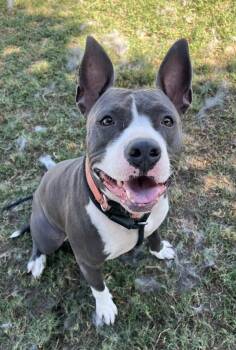 Rescue American Staffordshire Terrier Dogs for Adoption in Tulare, California - Ciara | PetCurious