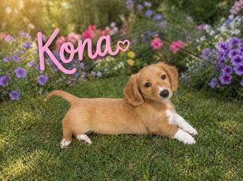 Coonhound Dogs Available for Adoption in Warrenville, South Carolina - Kona And Latte | PetCurious