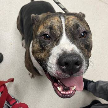 Mastiff and Mixed Breed Dogs Available for Adoption in Murray, Utah - Tallahassee | PetCurious