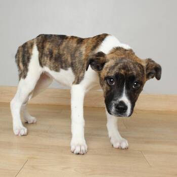 Patchwork D70022 -  Pit Bull Terrier Dog for Adoption in Minnetonka, Minnesota - Patchwork D70022 | PetCurious