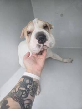 Tiabeanie -  Shar Pei and Mixed Breed Dog for Adoption in Atlanta, Georgia - Tiabeanie | PetCurious