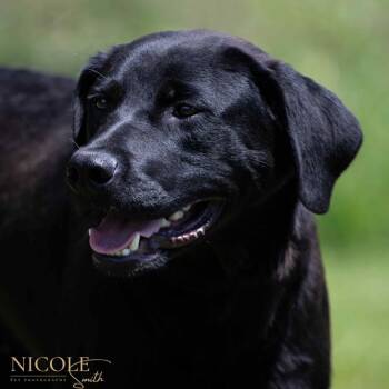 Rescue Black Labrador Retriever and Mixed Breed Dogs for Adoption in Henderson, Kentucky - Moe | PetCurious