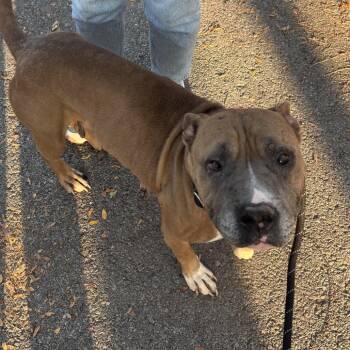 Dina ~ Coming Soon!!! -  Pit Bull Terrier Dog for Adoption in Chicago, Illinois - Dina ~ Coming Soon!!! | PetCurious